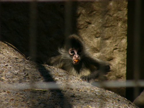 上野動物園のジェフロイクモザル赤ちゃん