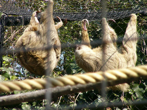 上野動物園のホフマンナマケモノ