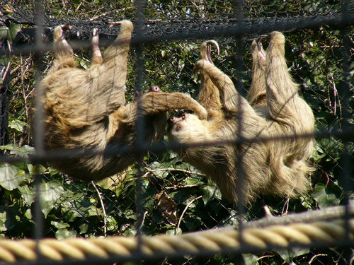 上野動物園のホフマンナマケモノの喧嘩