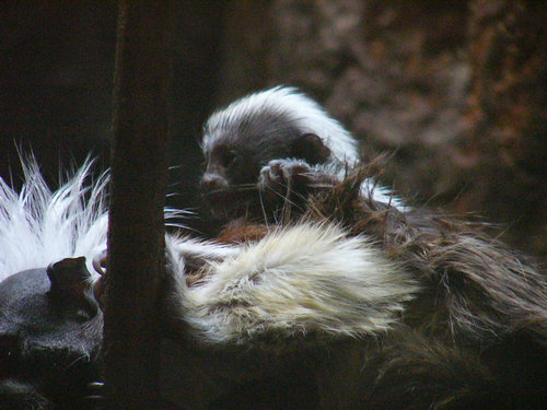 上野動物園のワタボウシタマリン赤ちゃん