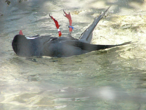 上野動物園のインカアジサシ水浴び