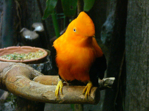 上野動物園のアンデスイワドリ