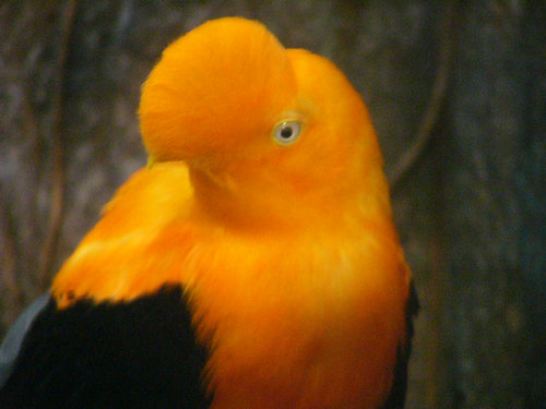 上野動物園のアンデスイワドリ