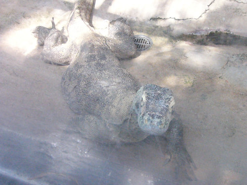 上野動物園　コモドオオトカゲ