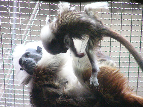 上野動物園のワタボウシタマリンの赤ちゃん