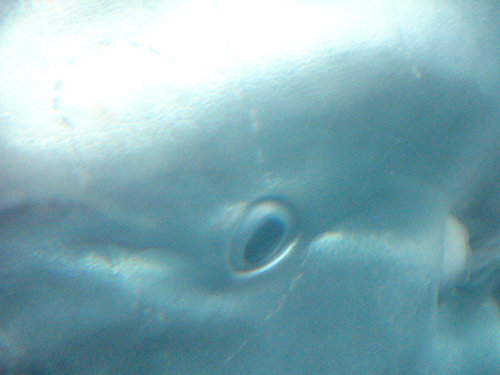 サンシャイン国際水族館のマンボウ
