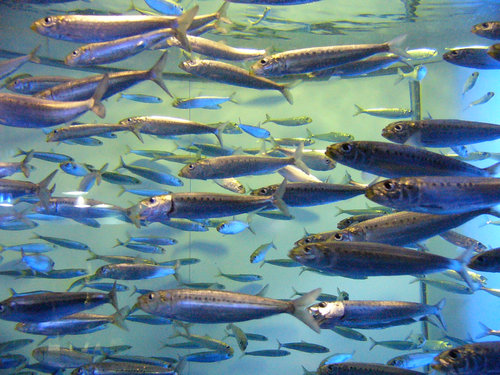 サンシャイン国際水族館のマイワシ　群泳