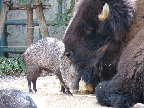 上野動物園　クビワペッカリーとアメリカバイソンは友達