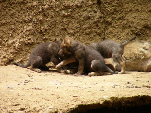 ヨーロッパオオカミ赤ちゃん