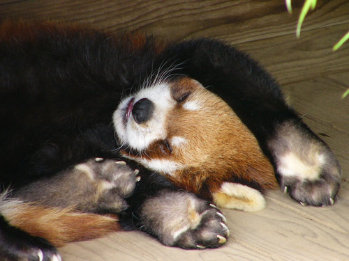 レッサーパンダの寝顔