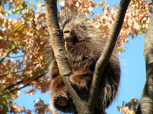 カナダヤマアラシ,North American porcupine