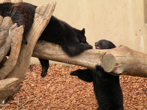 ツキノワグマ,Asiatic Black Bear