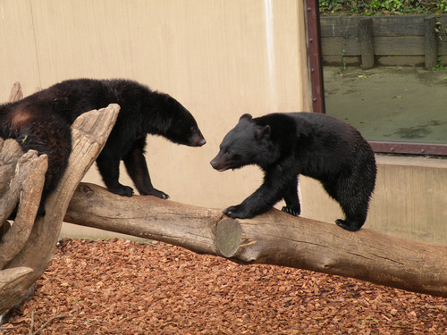ツキノワグマ,Asiatic Black Bear