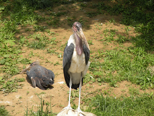 アフリカハゲコウ,Marabou Stork:千葉市動物公園