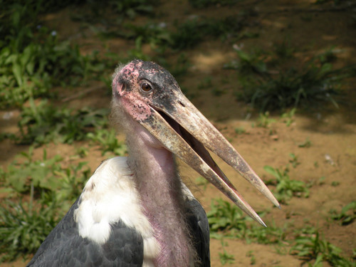 アフリカハゲコウ,Marabou Stork:千葉市動物公園の　オス