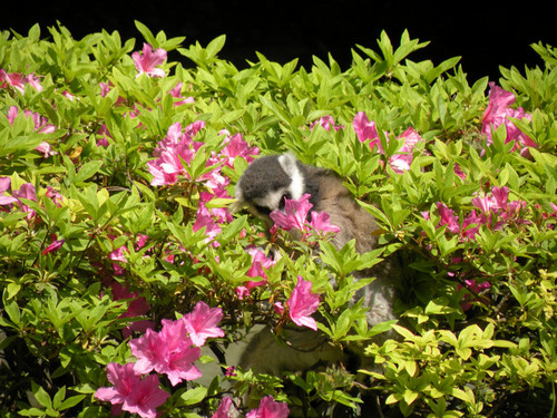 花とワオキツネザル,Ring-tailed Lemur