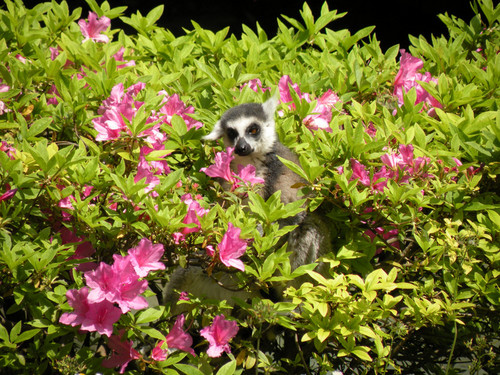 花とワオキツネザル,Ring-tailed Lemur