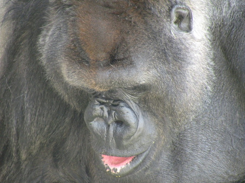 ニシゴリラ,Western Gorilla
