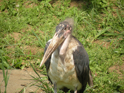 アフリカハゲコウ,Marabou Stork:千葉市動物公園　メス