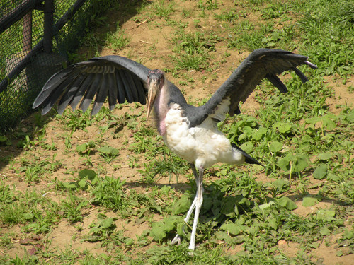 アフリカハゲコウ,Marabou Stork:千葉市動物公園　羽ばたく