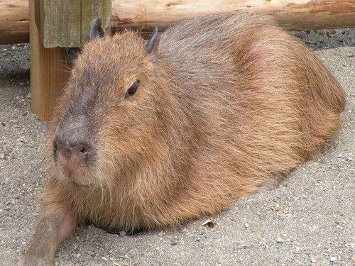 市川市動植物園のカピバラ,Capybara