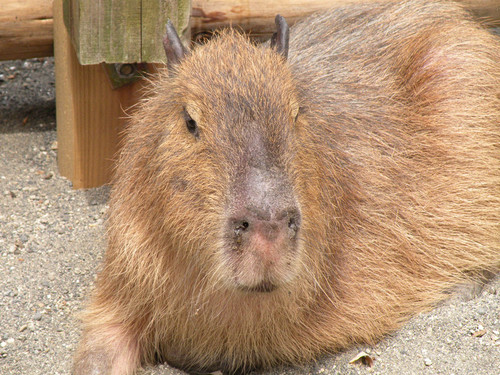 市川市動植物園のカピバラ,Capybara