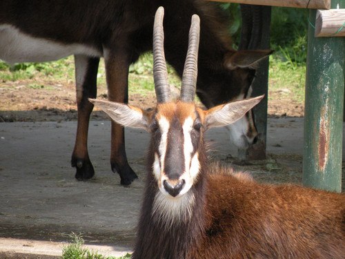 セーブルアンテロープ,Sable Antelope