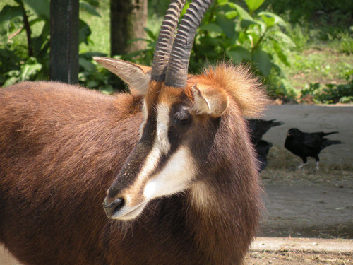 セーブルアンテロープ,Sable Antelope