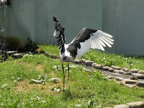 クラハシコウ,Saddle-billed Stork