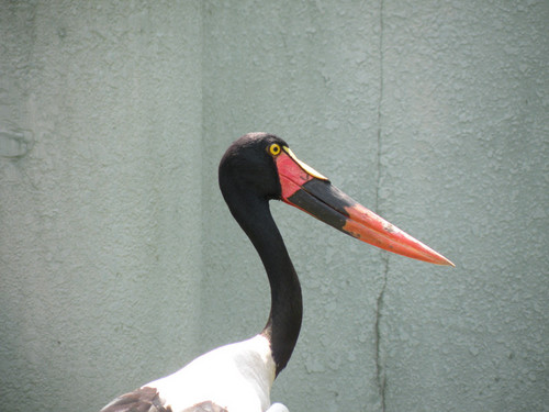 クラハシコウ,Saddle-billed Stork