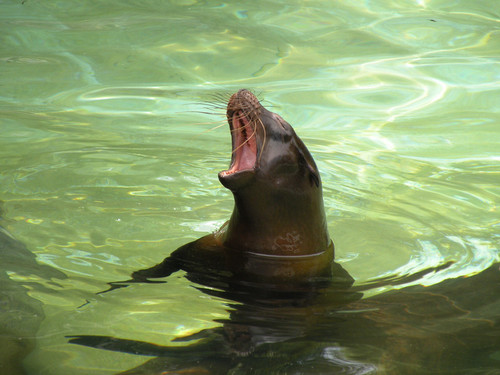 カリフォルニアアシカ,California sea lion