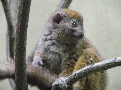 ハイイロジェントルキツネザル,Gray gentle lemur