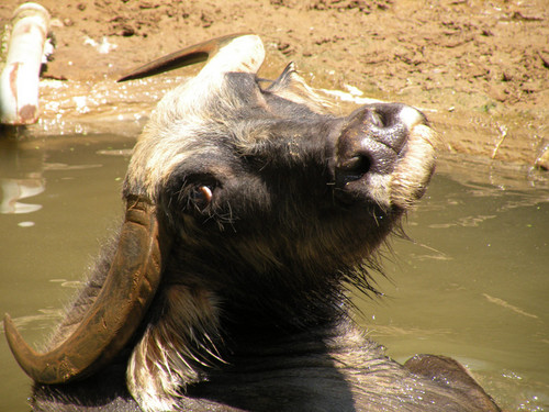 アジアスイギュウ,Asiatic Water Buffalo