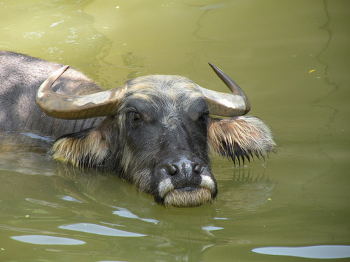 アジアスイギュウ,Asiatic Water Buffalo