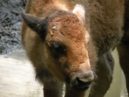 アメリカバイソン,American bison