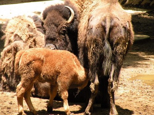 アメリカバイソン,American bison