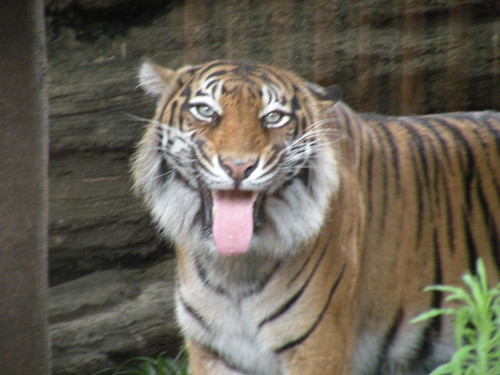 スマトラトラ,Sumatran tiger