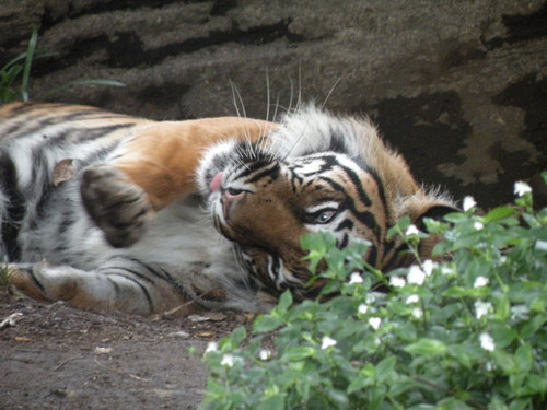 スマトラトラ,Sumatran tiger