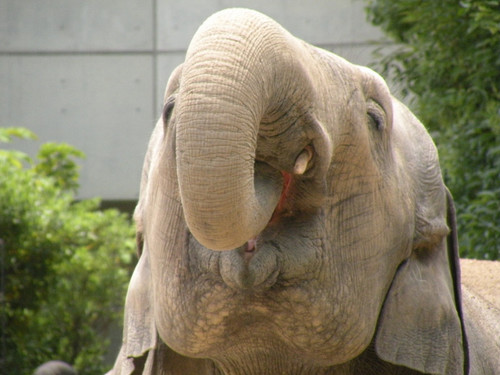 アジアゾウ,Asian Elephant