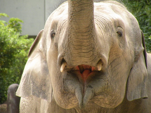 アジアゾウ,Asian Elephant