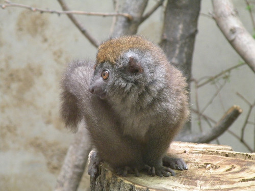 ハイイロジェントルキツネザル,Gray gentle lemur