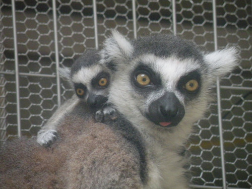 ワオキツネザル,Ring-tailed Lemur