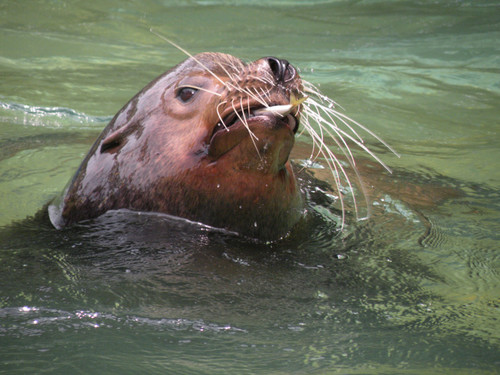 カリフォルニアアシカ,California sea lion