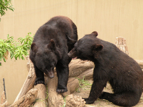 ツキノワグマ,Asiatic Black bear