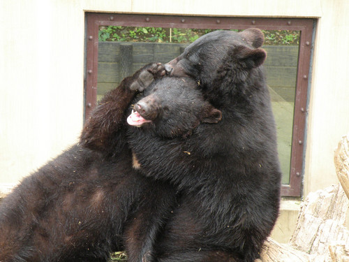 ツキノワグマ,Asiatic Black bear