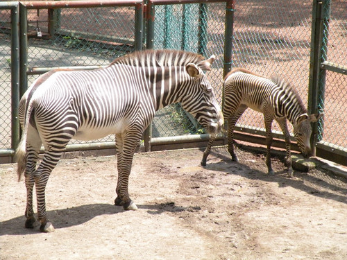 グレビーシマウマ,Grevy's zebra