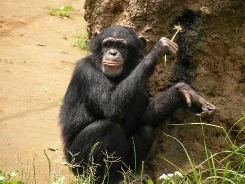 チンパンジー,Chimpanzee