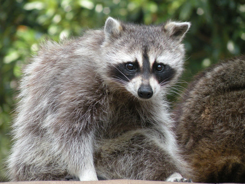 アライグマ,Common raccoon