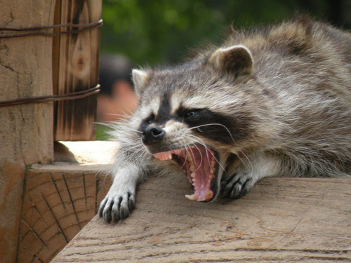 アライグマ,Common raccoon