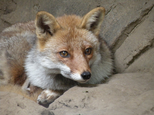 ホンドギツネ,Japanease Red Fox